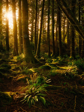 Ireland-Forest-#1