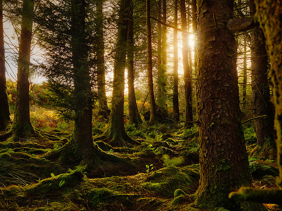 Ireland-Forest-#2