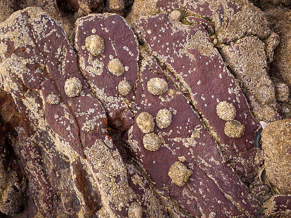 Beenbawn Strand Coral #4 2560px