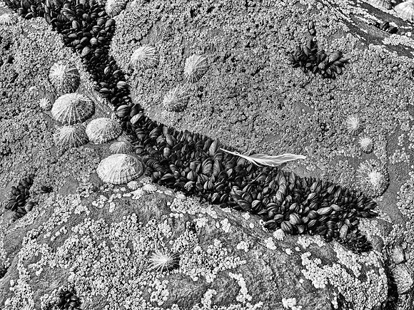 Beenbawn Strand Coral #1 BW 2560px