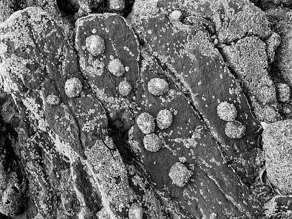 Beenbawn Strand Coral #4 BW 2560px