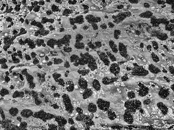 Beenbawn Strand Coral #3 BW 2560px
