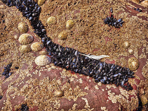 Beenbawn Strand Coral #1 2560px