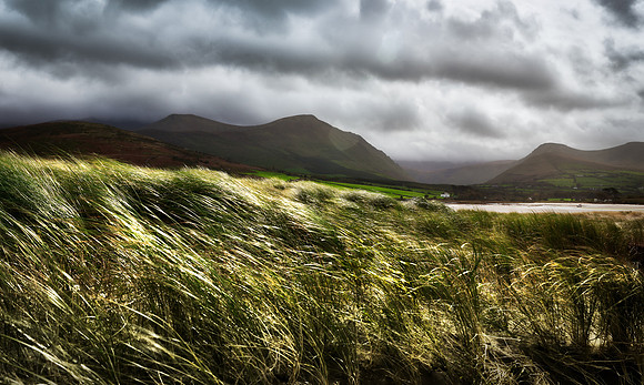 Fermoyle Fences and Fields #5
