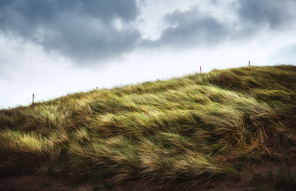 Fermoyle Fences and Fields #3