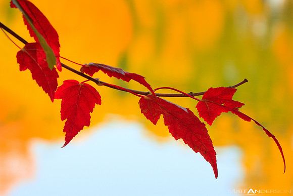 Fall Color Leaves Midwest Rock County Wisconsin by matt anderson