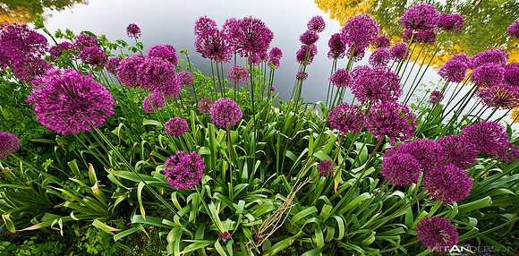 Rotary Gardens Flowers by matt anderson