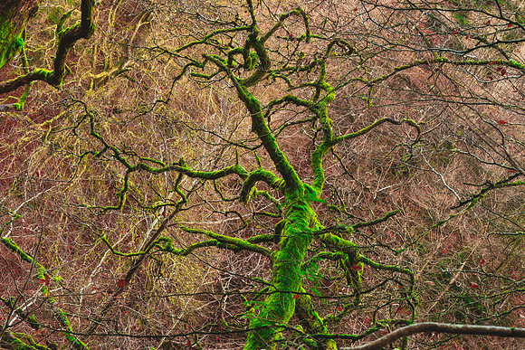 Green Mossy Branch Scotland Forest Getty