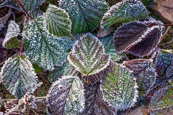 Frosty-Forest-Floor-#2 Getty