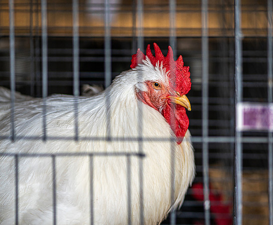 Chicken in Cage