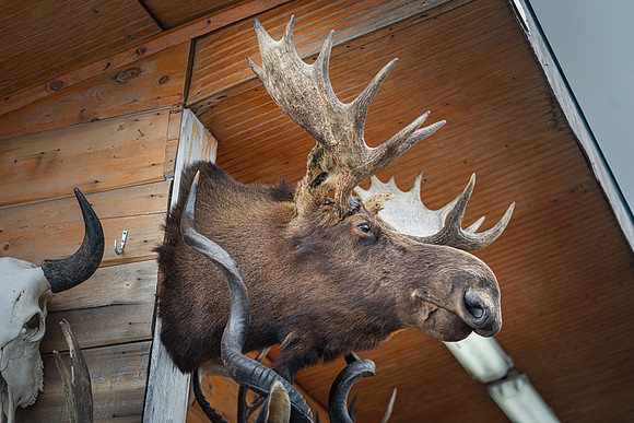 Animal Mounts 2