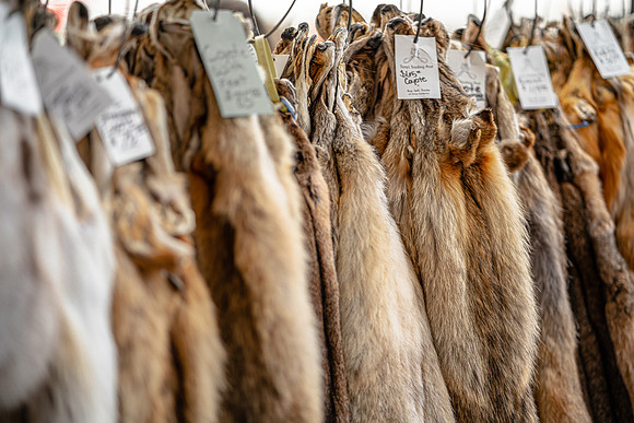 Animal Fur Coyote Fox