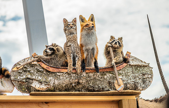Animal Mount Fox Raccoon Boat