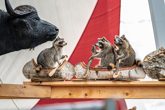 Animal Mount 4 Raccoons Boat