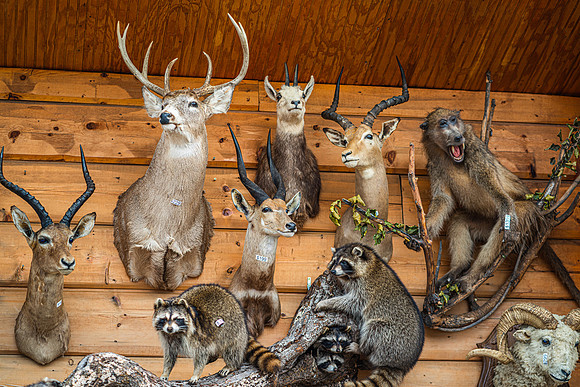 Animal Mounts Wall 5