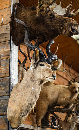 Animal Mounts 1