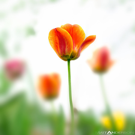 tulip in spring time wisconsin midwest by matt anderson