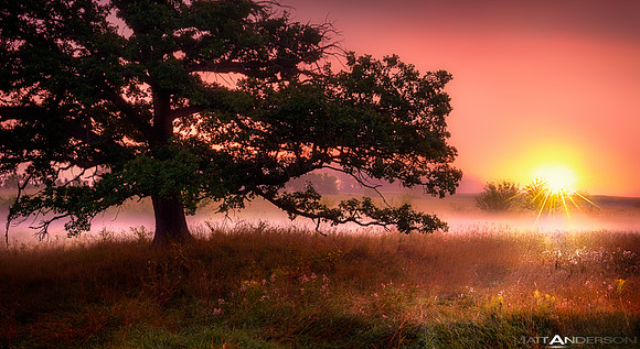 Prairie Tree Sunrise #2