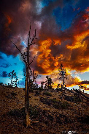 Tree's Edge Bryce Canyon at Sunset by matt anderson