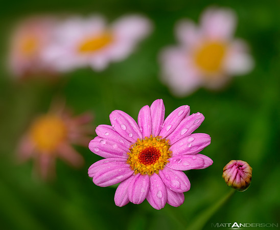 African Daisies after a Summer Rain Shower by matt anderson