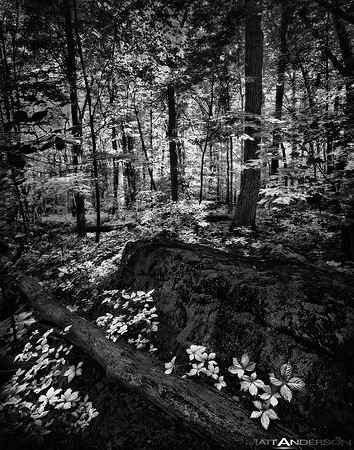 Devils Forest by matt anderson