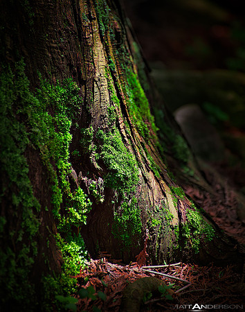 Forest Floor Foliage Door County Wisconsin 2008 by matt anderson