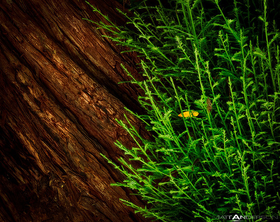 Green and Brown_3000px
