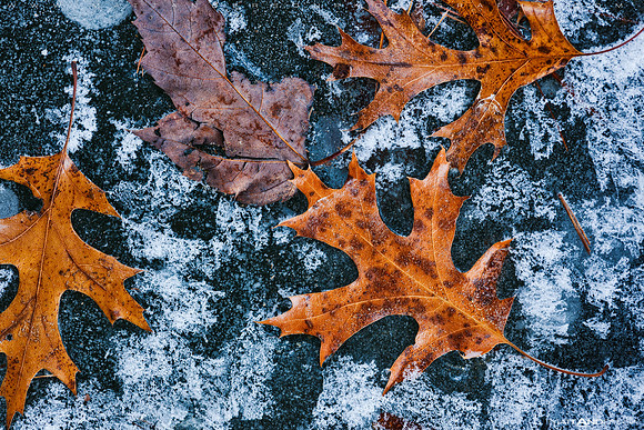 Frozen oak leaves in ice