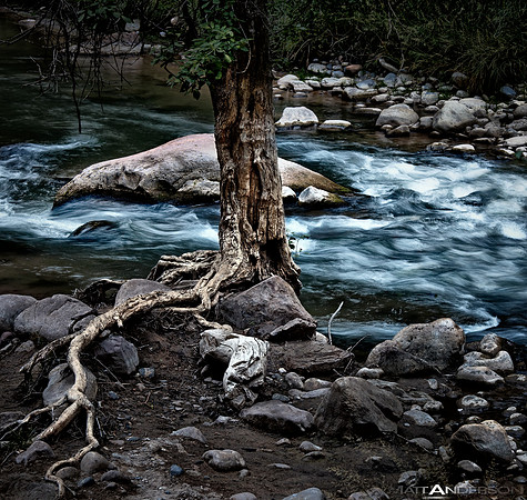 Virgin River Tree_3000px