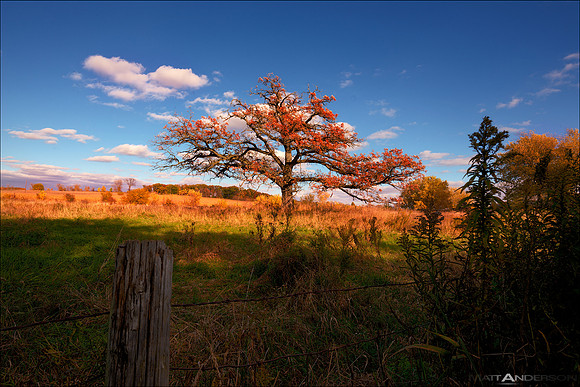 Prairie Tree in Fall