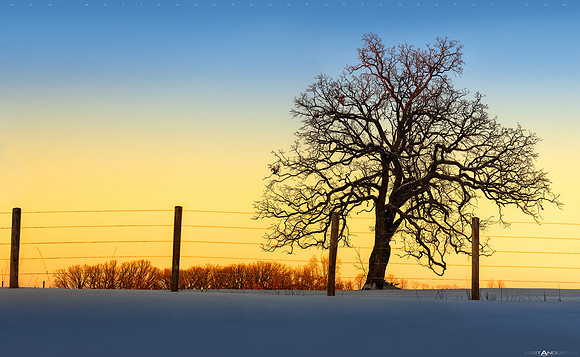 Winter Tree Glow