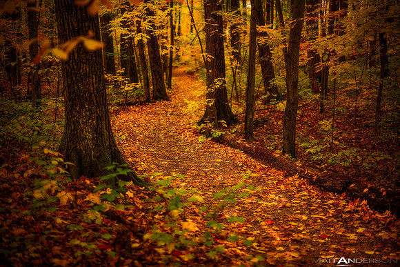 Forest in Fall #2_ _1500px