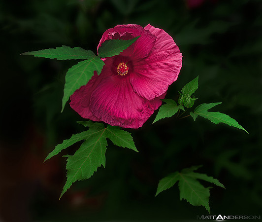 Purple - Red Hibiscus in Soft Light by Matt Anderson by matt anderson