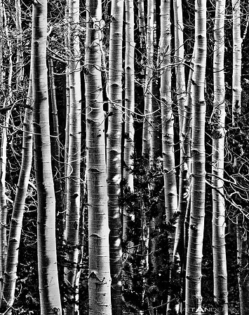 Bones_3000px