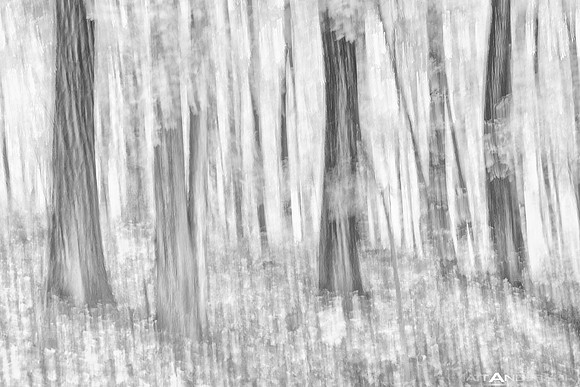 Moving Forest in Black and White #1 _1500px