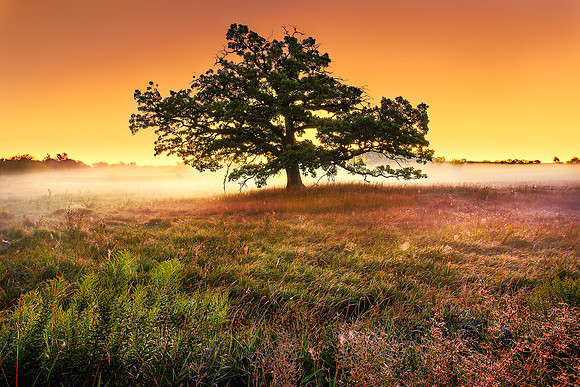 Prairie Tree Sunrise