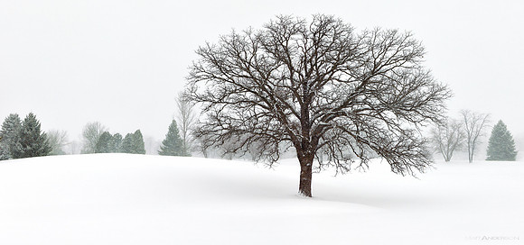 Winter Tree #14 by Matt Anderson