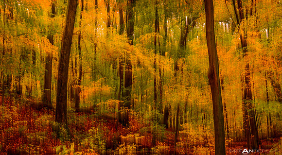 Moving Forest in Color #1 _1500px