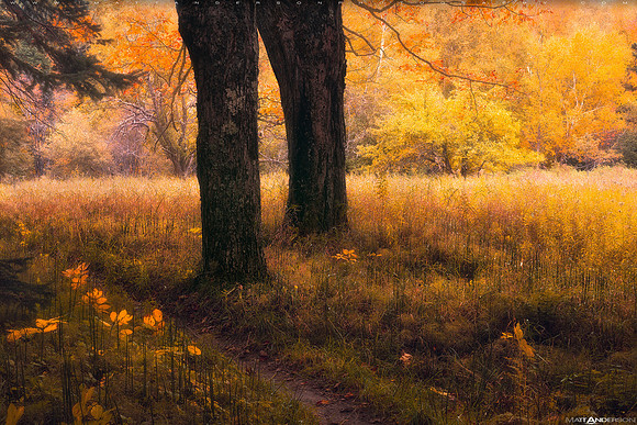 Sable Meadows